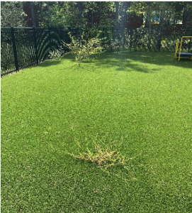 weeds growing in artificial grass